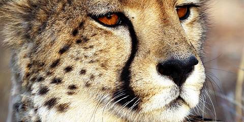 5-Day Family Safari Adventure